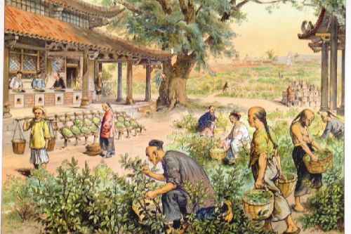 История появления чая в Китае